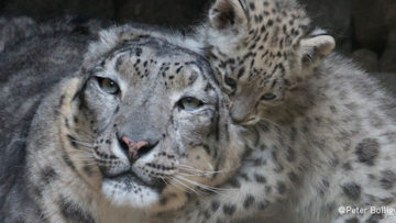 DYNAFIT_Snow Leopard Day