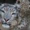 DYNAFIT_Snow Leopard Day